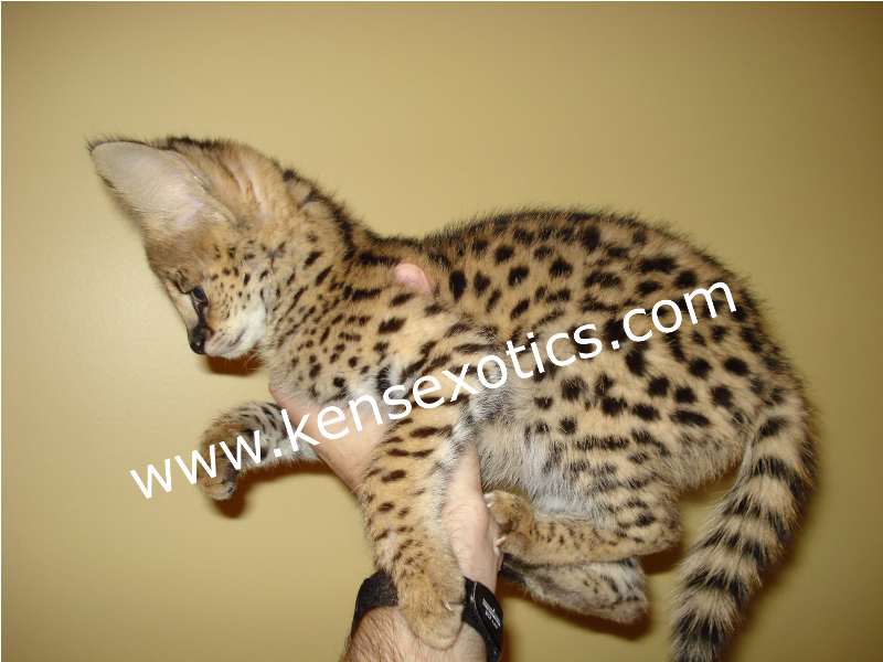Serval Kittens for Sale